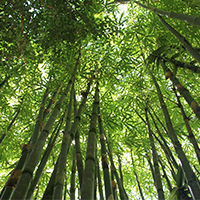 El bambú, material sostenible para sustituir al plástico convencional
