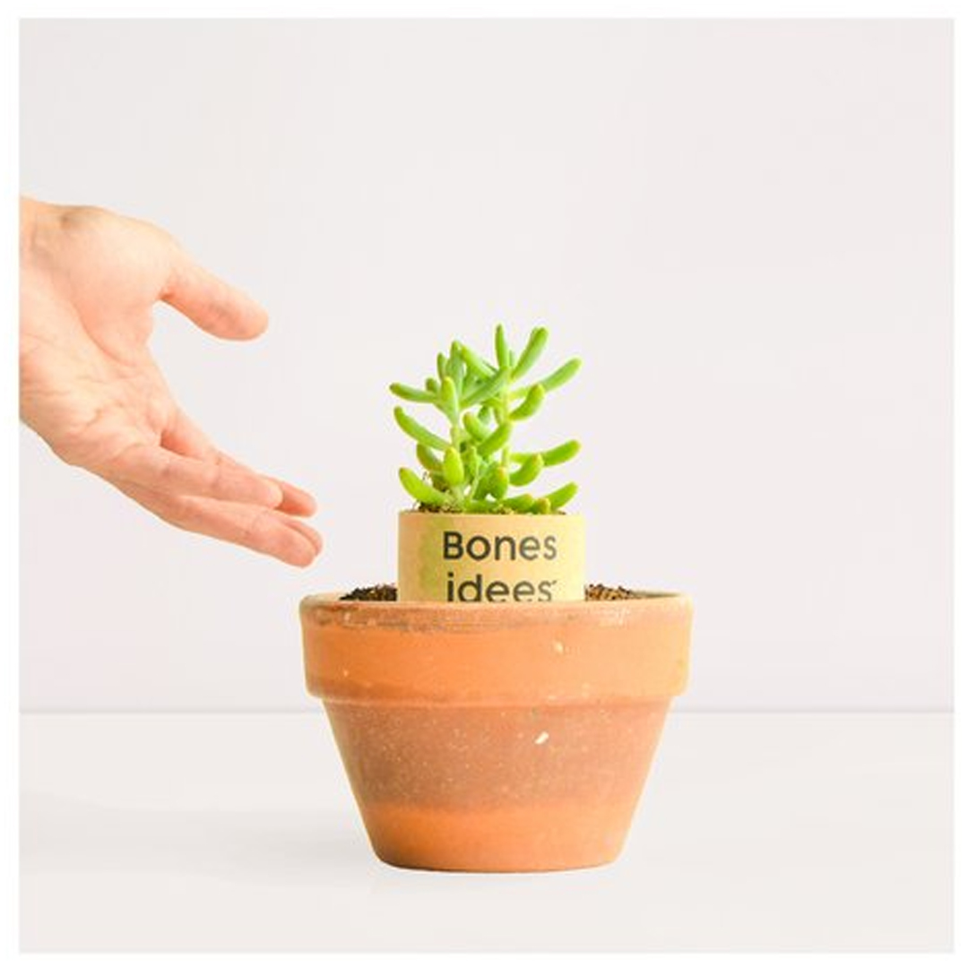 Cactubre